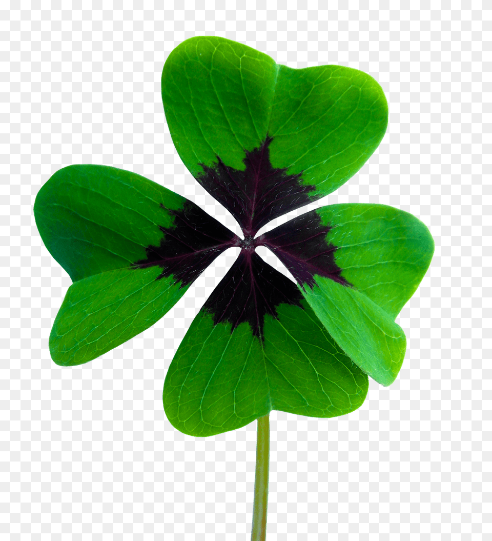 Shamrock Four Leaf Clover, Flower, Geranium, Plant, Petal Png Image