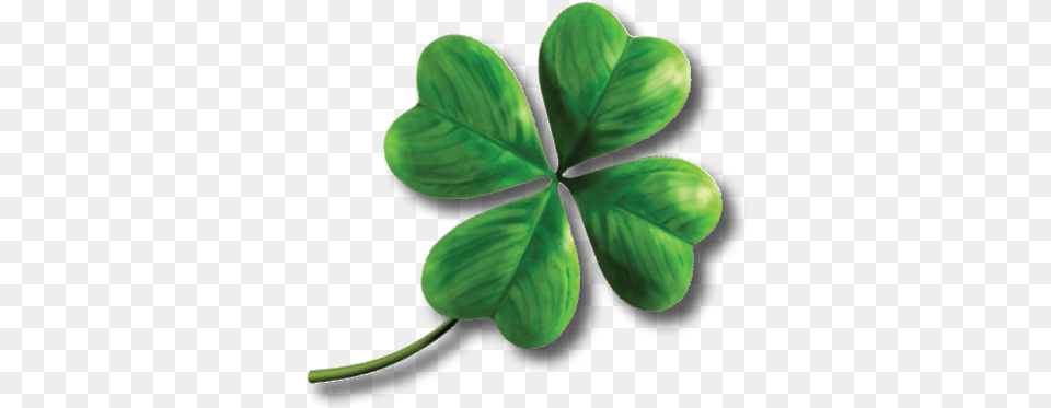 Shamrock Four Transparent Stickpng Clover Leaf, Plant Png