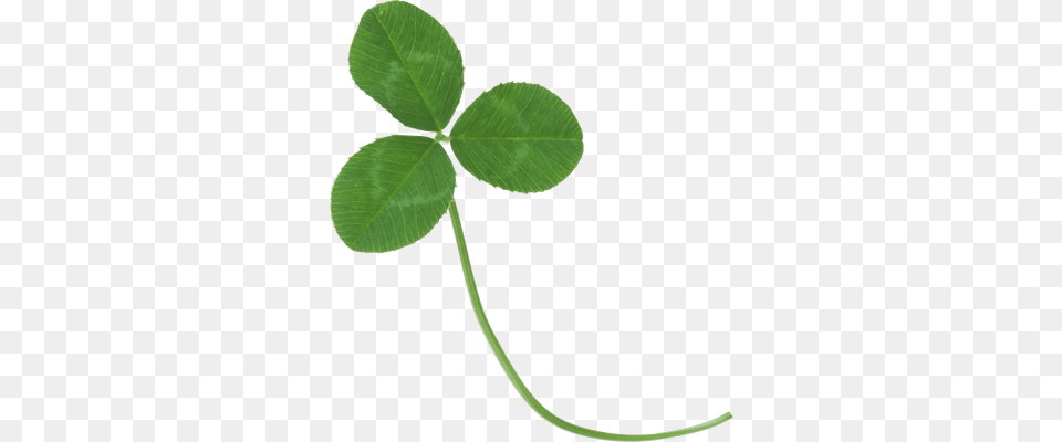 Shamrock Multiple Transparent, Leaf, Plant Free Png