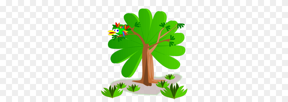 Shamrock Saint Patricks Day Green Clover, Nature, Vegetation, Tree, Jungle Png Image