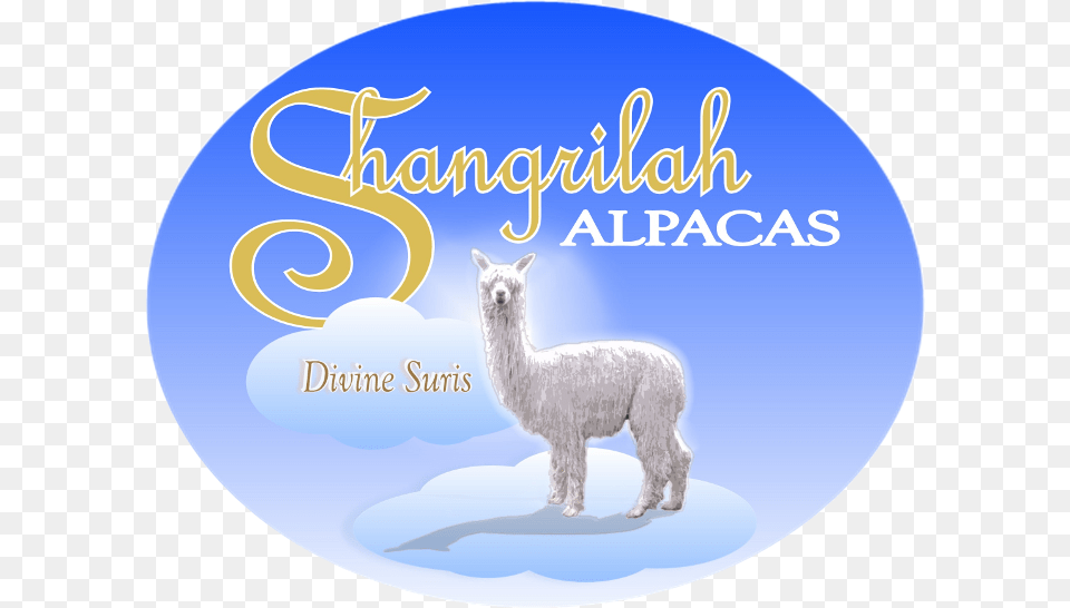 Shangrilah Alpacas Logo Llama, Animal, Mammal, Livestock, Sheep Free Transparent Png