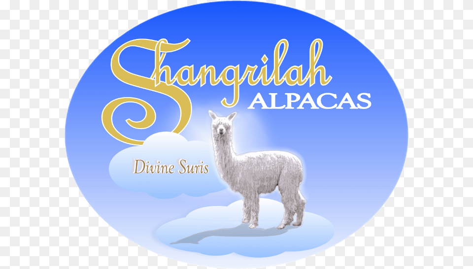 Shangrilah Alpacas Logo Shangrilah Alpacas, Animal, Mammal, Llama, Livestock Free Transparent Png