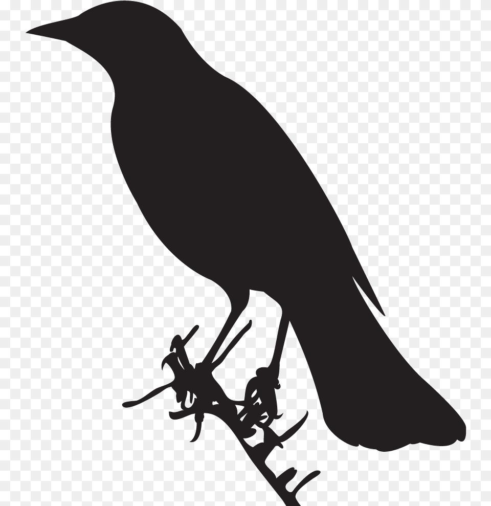 Shape Of A Bird, Animal, Blackbird, Fish, Sea Life Free Png