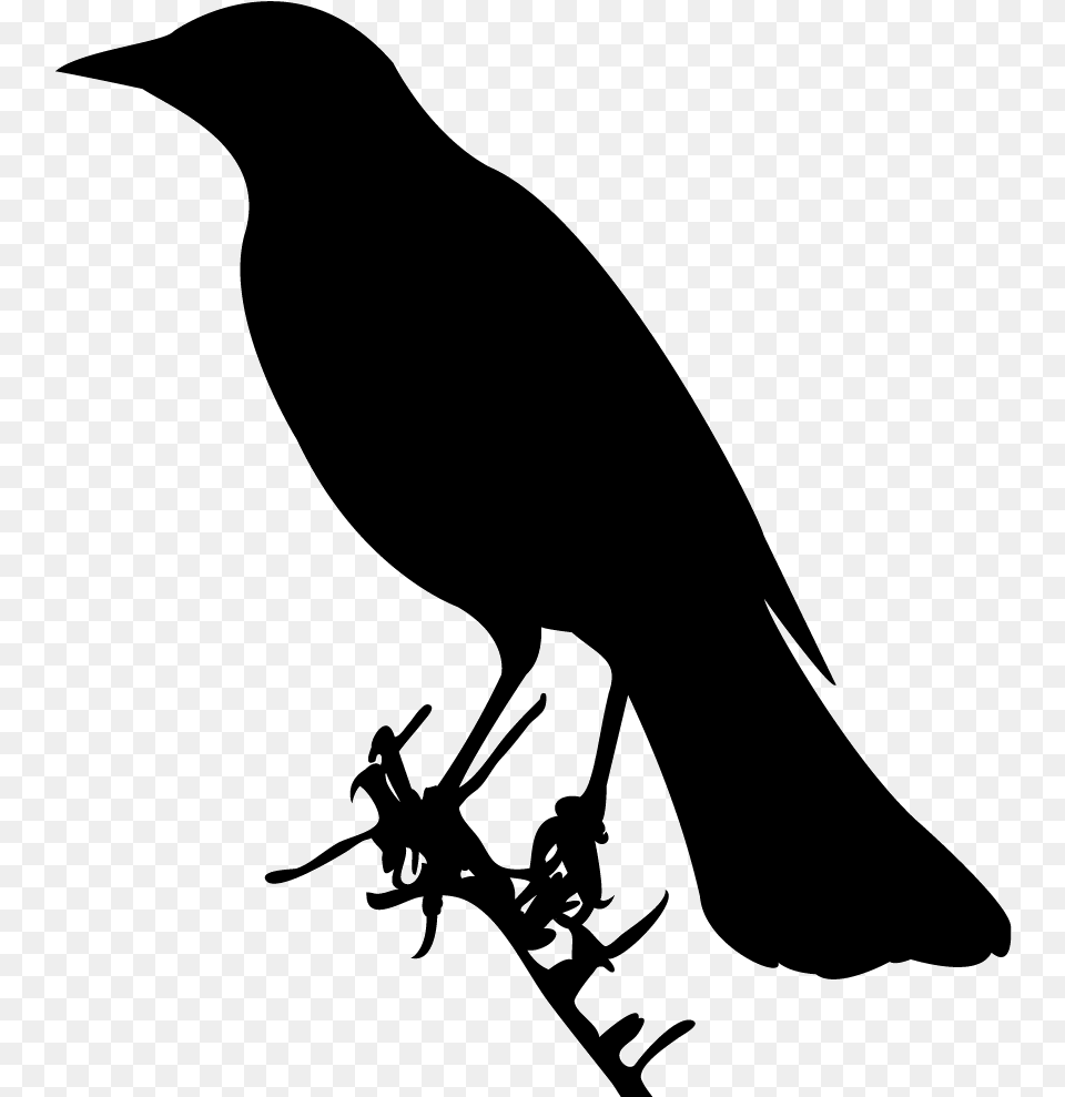 Shape Of A Bird, Animal, Blackbird, Crow Free Transparent Png