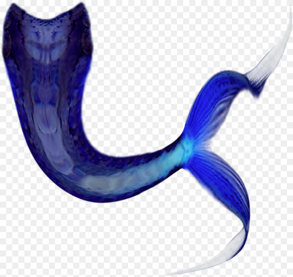 Share This Article Mermaid Tail Cartoon Transparent, Animal, Sea Life, Fish, Bird Png