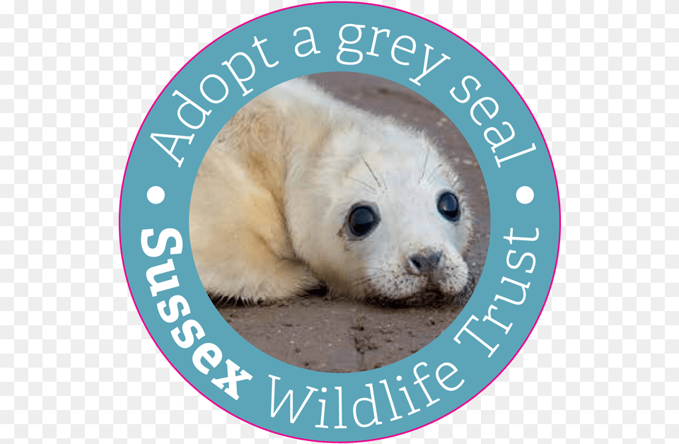 Share This Fur Seal, Animal, Mammal, Sea Life, Sea Lion Free Png Download