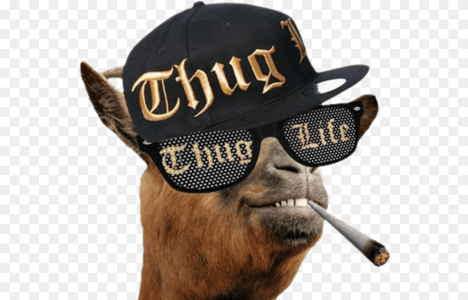 Share This Goat Thug Life, Baseball Cap, Cap, Clothing, Hat Png Image
