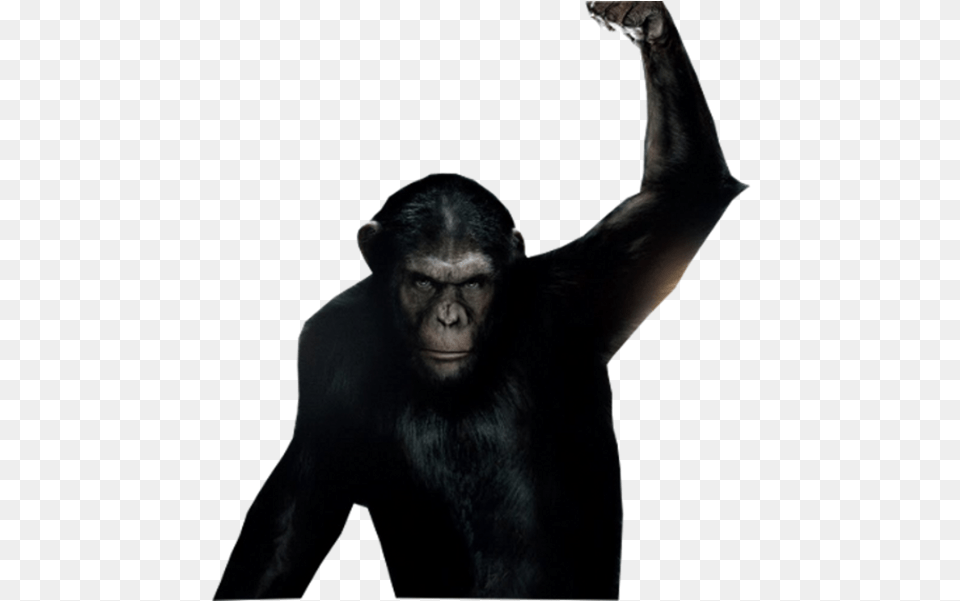 Share This Image, Animal, Ape, Mammal, Wildlife Free Transparent Png