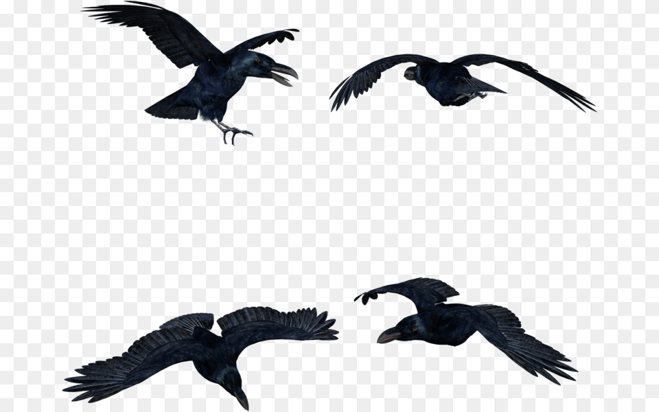 Share This Image Black Crows, Animal, Bird, Flying, Blackbird Free Png