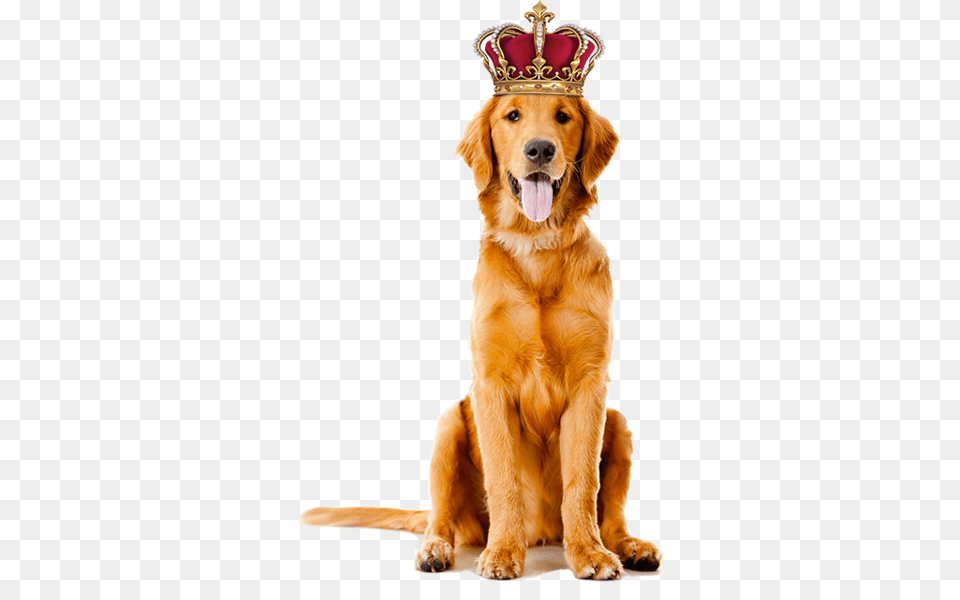 Share This Image Dogs High, Accessories, Animal, Canine, Dog Free Transparent Png