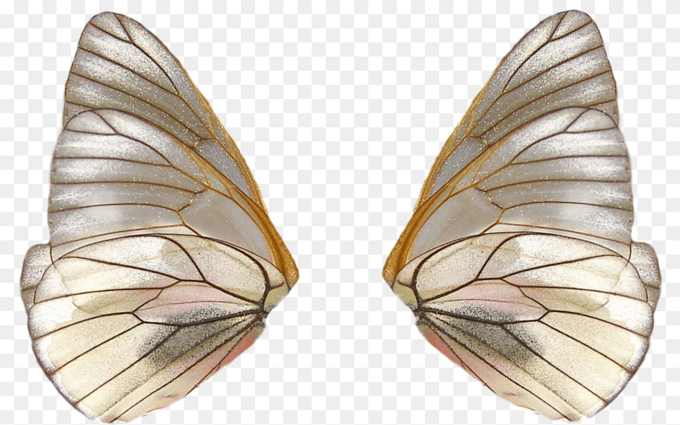 Share This Fairy Wings With Butterfly Wings, Animal, Insect, Invertebrate, Plant Png Image
