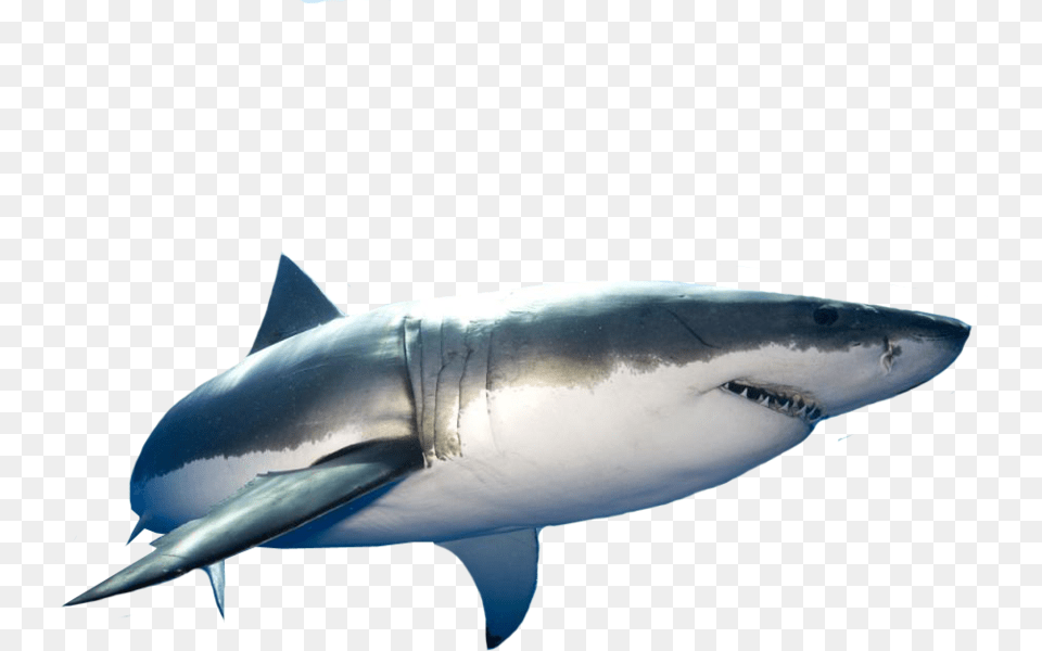 Share This Image Great White Shark, Animal, Fish, Sea Life, Great White Shark Free Transparent Png