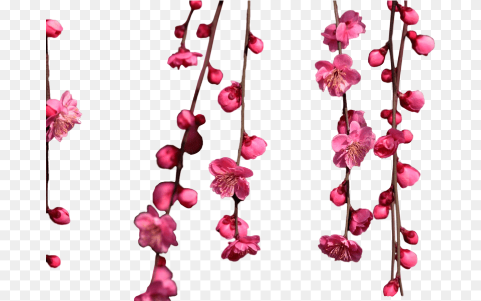 Share This Image Hanging Cherry Blossom Clipart Full Hanging Cherry Blossom, Flower, Petal, Plant, Geranium Free Transparent Png