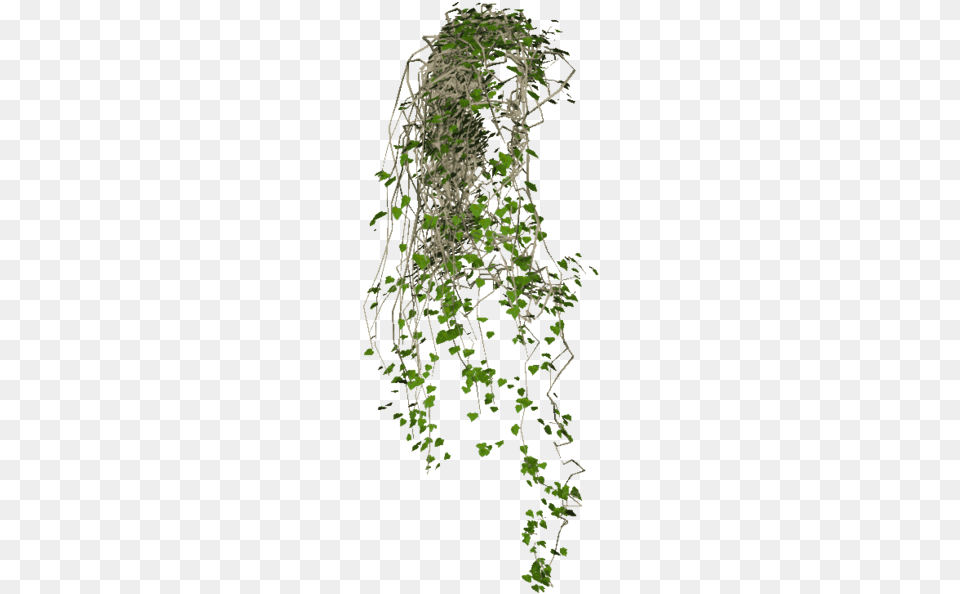 Share This Hanging Plants, Plant, Vine, Ivy Png Image