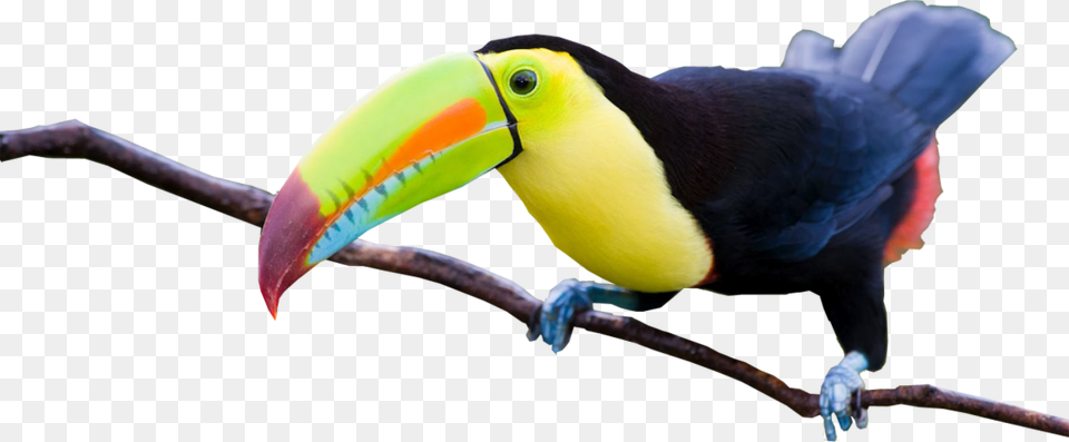 Share This Imagenes De Tucanes Hermosos, Animal, Beak, Bird, Toucan Png Image