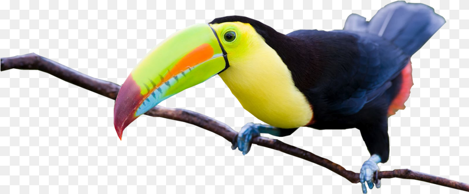 Share This Imagenes Del Tucan Hermosos, Animal, Beak, Bird, Toucan Png Image