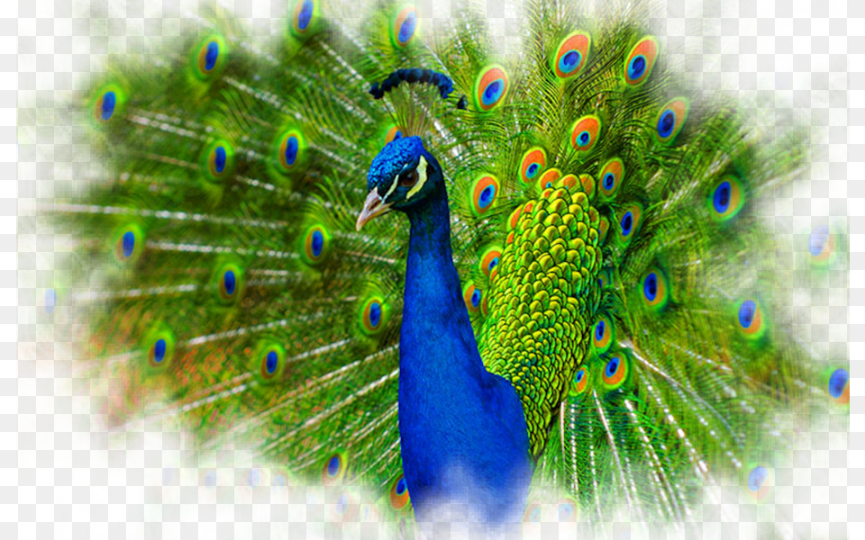 Share This Image Peacock Psd, Animal, Bird, Beak Png