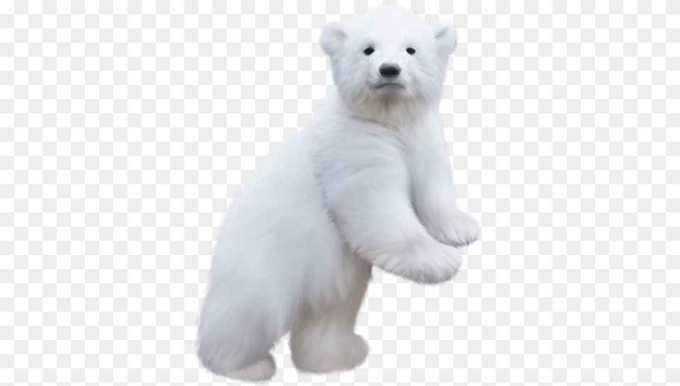 Share This Image Polar Bear Baby, Animal, Canine, Dog, Mammal Free Png Download