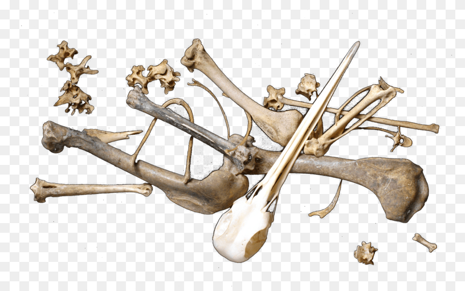 Share This Scattered Bones, Wood, Animal, Dinosaur, Reptile Png Image