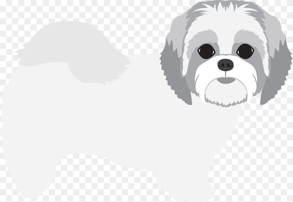 Share This Maltese, Animal, Canine, Mammal, Baby Png