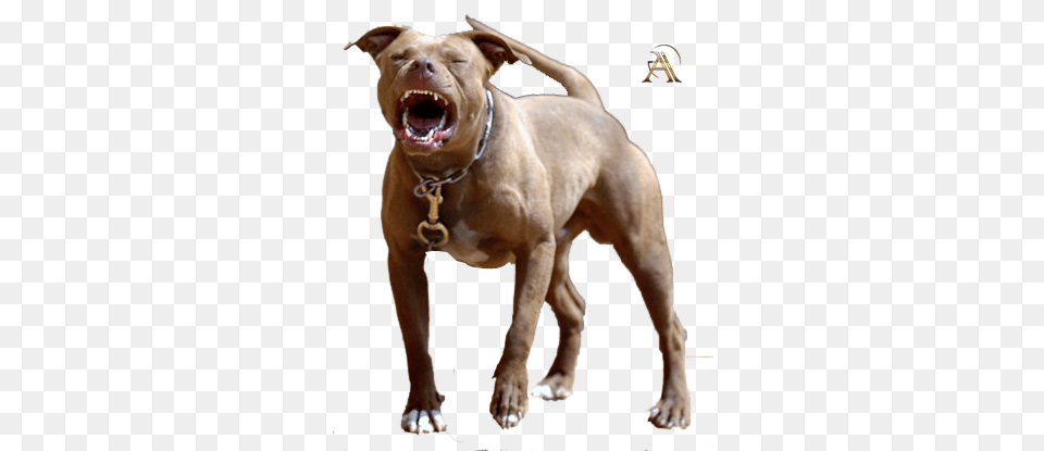 Share This Pit Bull Psd, Animal, Bulldog, Canine, Dog Free Png Download