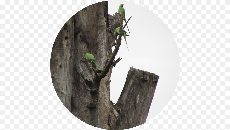 Share Tree Stump, Animal, Bird, Parakeet, Parrot Free Transparent Png
