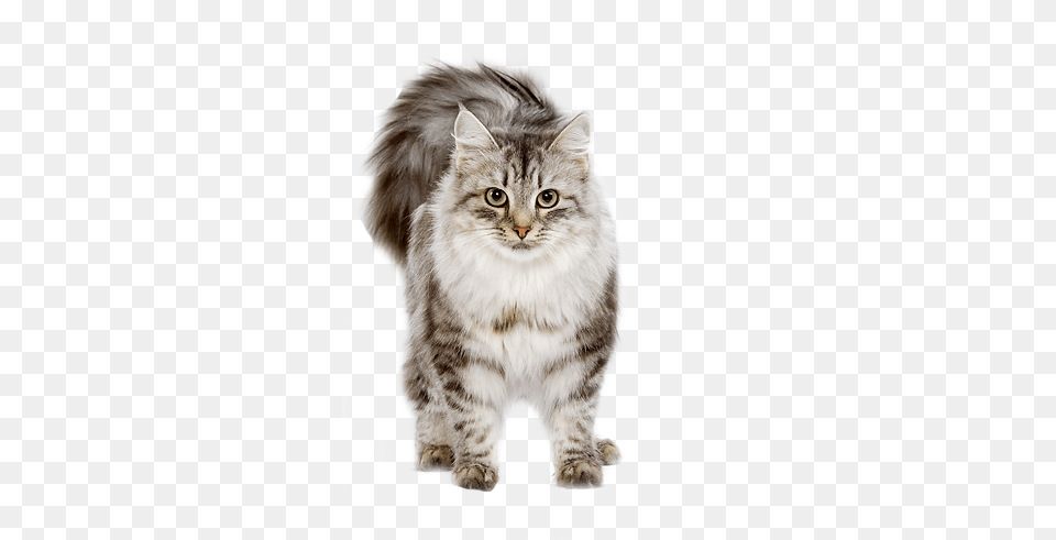 Shared Cat Gif Transparent Background, Animal, Mammal, Manx, Pet Png Image