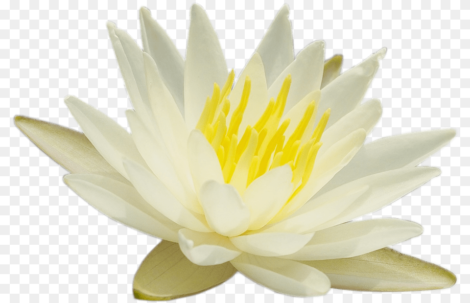 Sharing The Teachings Of Paramhansa Yogananda Sacred Lotus, Flower, Lily, Plant, Pond Lily Free Png Download