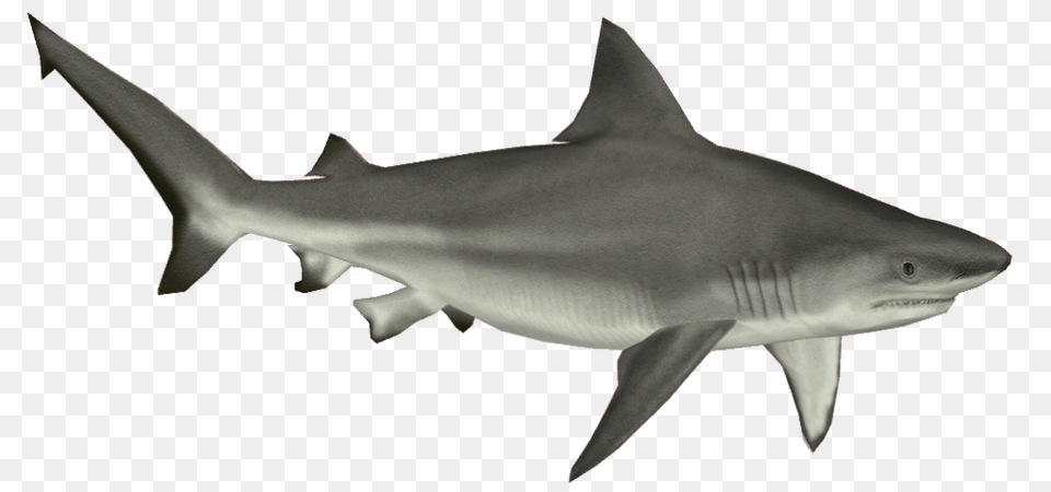 Shark, Animal, Fish, Sea Life, Great White Shark Free Png Download