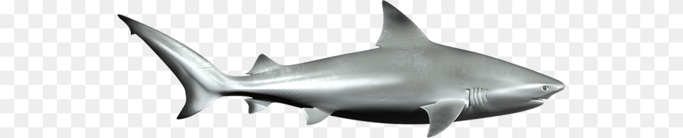 Shark, Animal, Fish, Sea Life Png Image