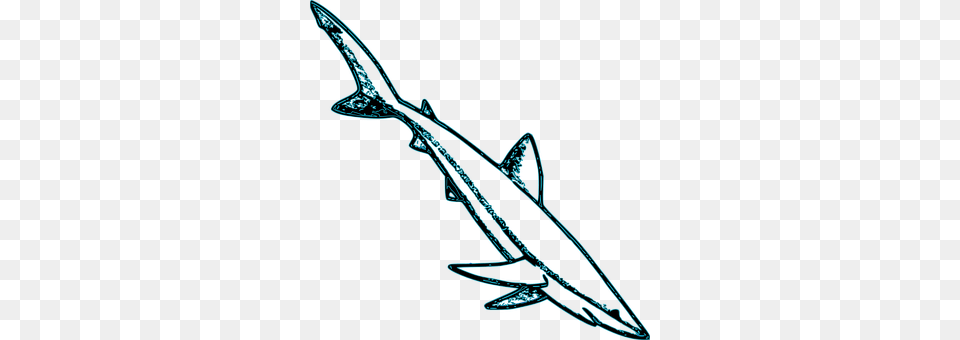 Shark Animal, Sea Life, Fish Free Transparent Png