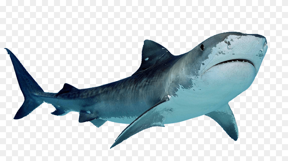 Shark, Animal, Fish, Sea Life, Great White Shark Free Transparent Png