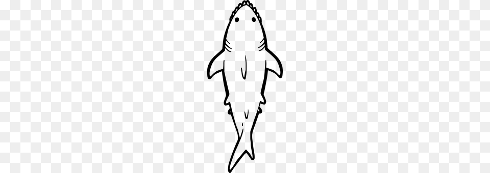 Shark Gray Png
