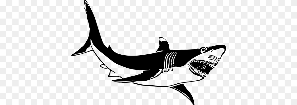 Shark Gray Free Png