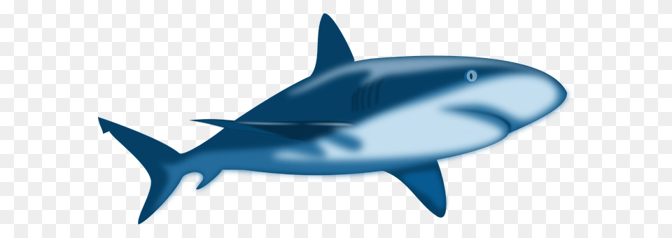 Shark Animal, Fish, Sea Life, Great White Shark Free Transparent Png