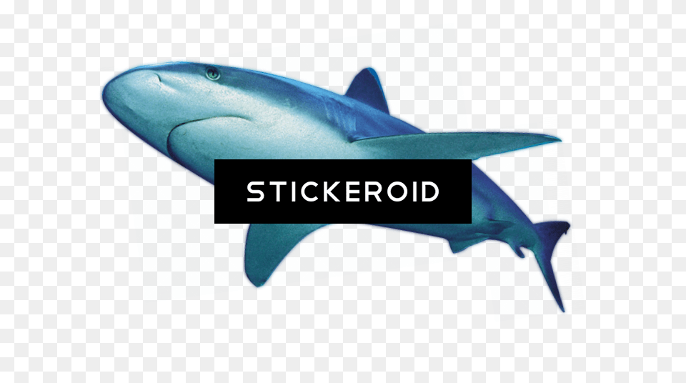 Shark, Animal, Sea Life, Fish Png Image