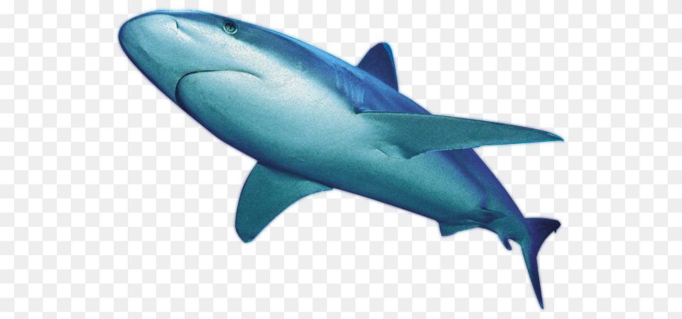 Shark, Animal, Fish, Sea Life Free Transparent Png