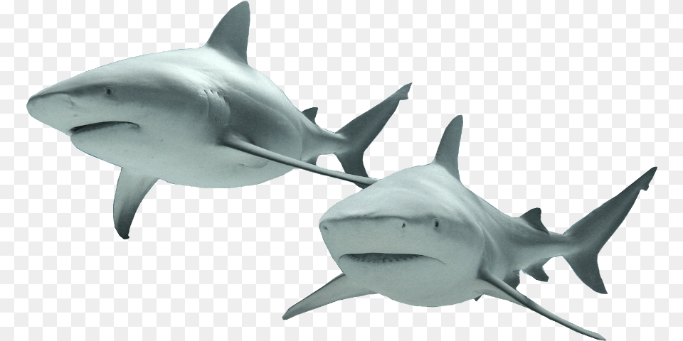 Shark, Animal, Sea Life, Fish Free Transparent Png