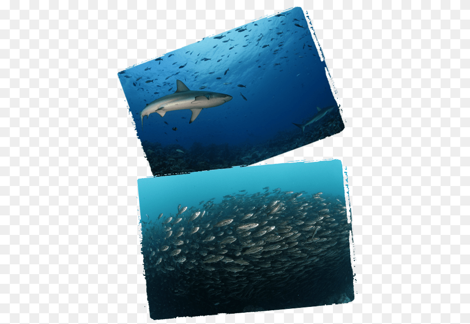Shark, Animal, Fish, Sea Life, Water Free Png Download