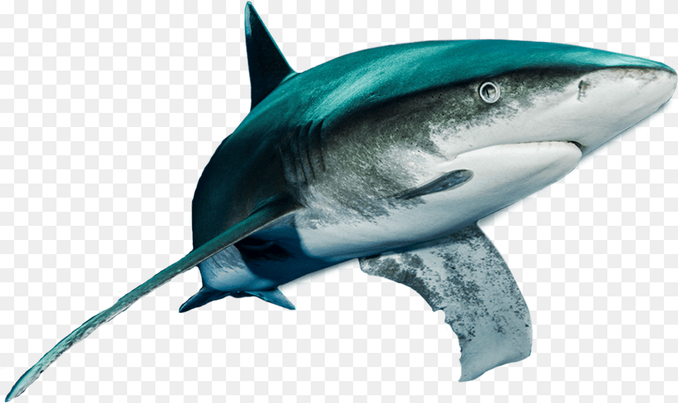 Shark, Animal, Sea Life, Fish Free Png Download