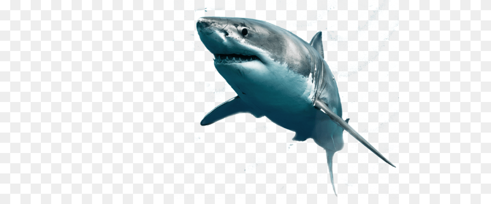 Shark, Animal, Sea Life, Fish, Great White Shark Png