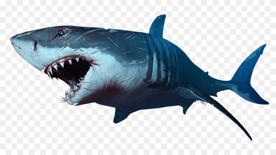 Shark, Animal, Sea Life, Fish, Great White Shark Png Image
