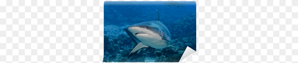 Shark, Animal, Fish, Sea Life Free Png Download