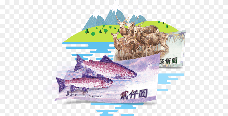 Shark, Animal, Fish, Sea Life, Advertisement Free Png