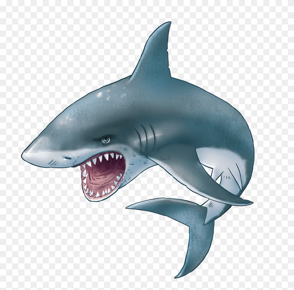 Shark, Animal, Fish, Sea Life Png