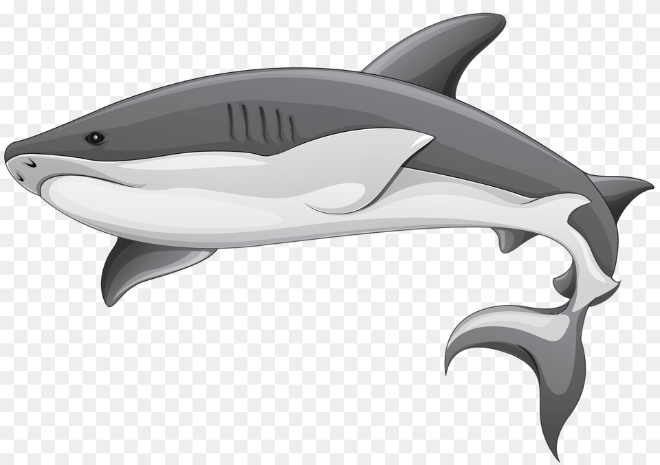 Shark, Animal, Sea Life, Fish Free Png Download