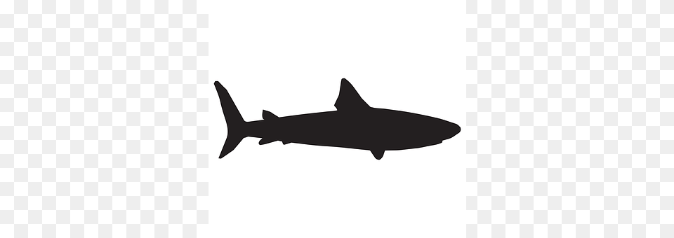 Shark Animal, Fish, Sea Life Png