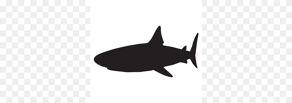 Shark Animal, Fish, Sea Life, Silhouette Free Transparent Png