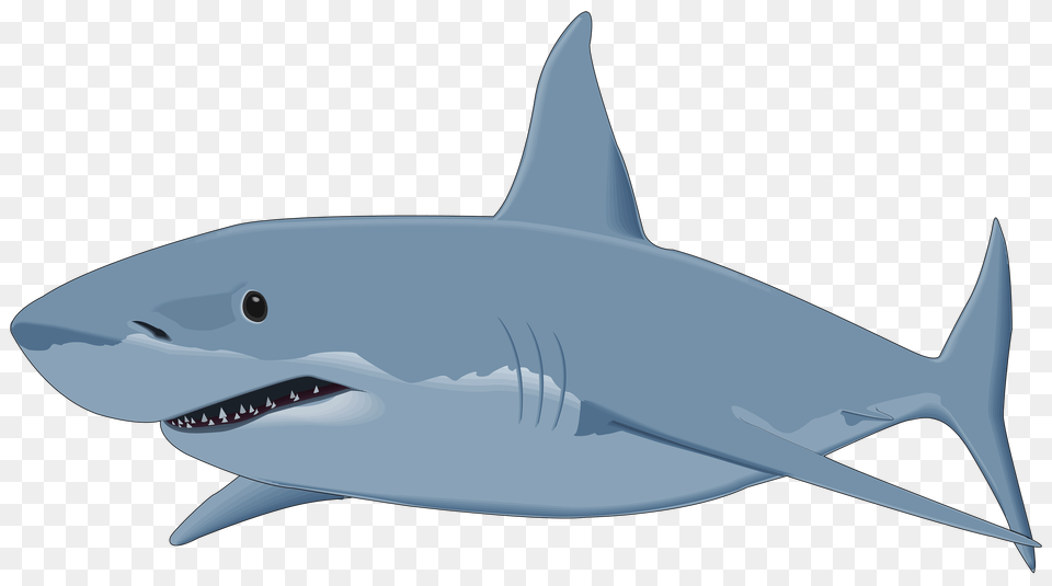 Shark, Animal, Fish, Sea Life, Great White Shark Png