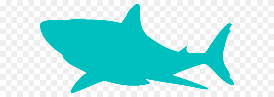 Shark Animal, Sea Life, Fish Png